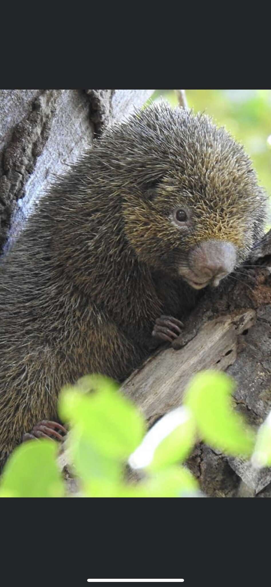 Image of Bristle-spined Porcupine