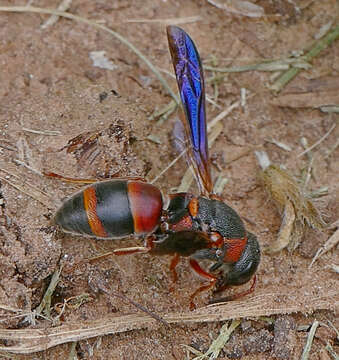 Pachodynerus erynnis (Lepeletier 1841)的圖片