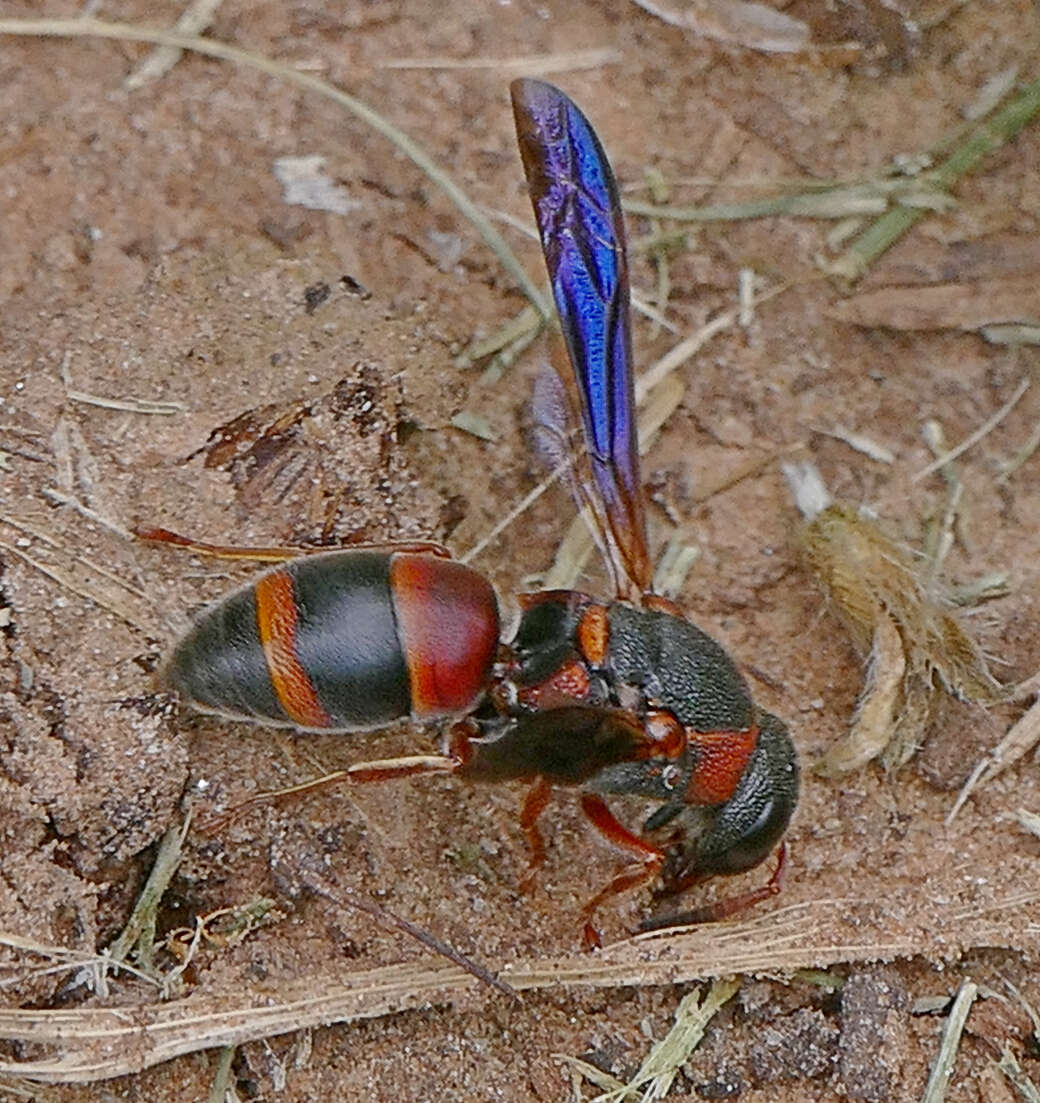 Image of Red-marked Pachodynerus
