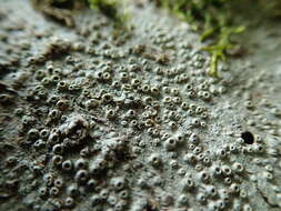 Image of barnacle lichen