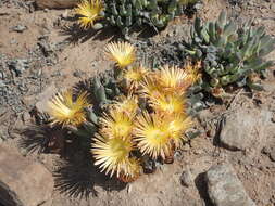 Image of Cheiridopsis robusta (Haw.) N. E. Br.