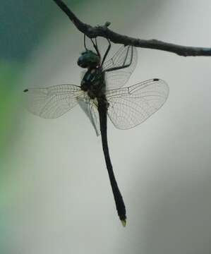 Image de Macromidia ellenae Wilson 1996