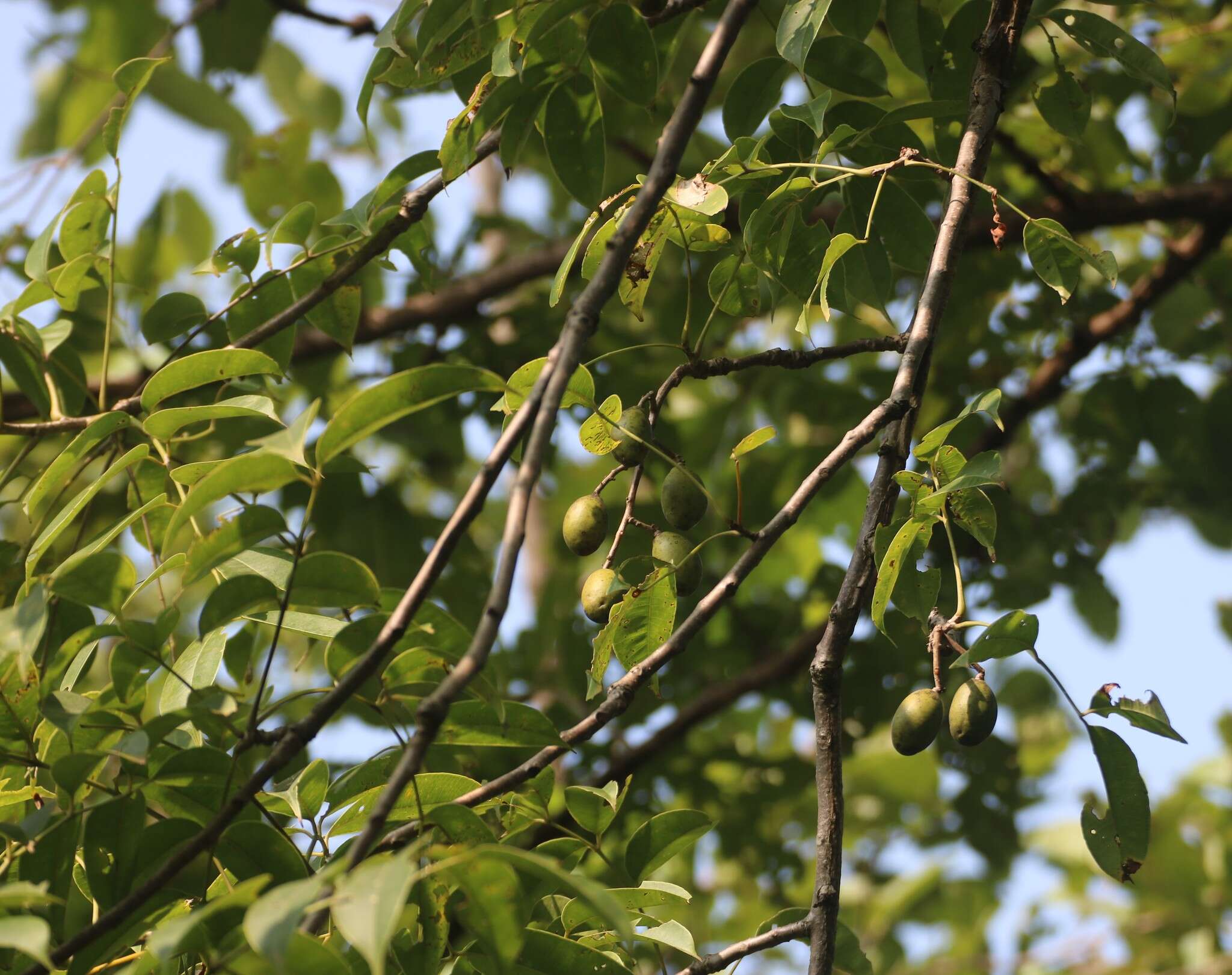 Image de Spondias pinnata (L. fil.) Kurz