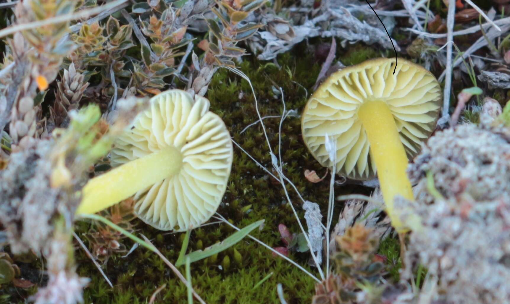 Image of Hygrocybe fuliginata E. Horak 1973