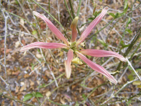 Image of Anisotes formosissimus (Klotzsch) Milne-Redh.