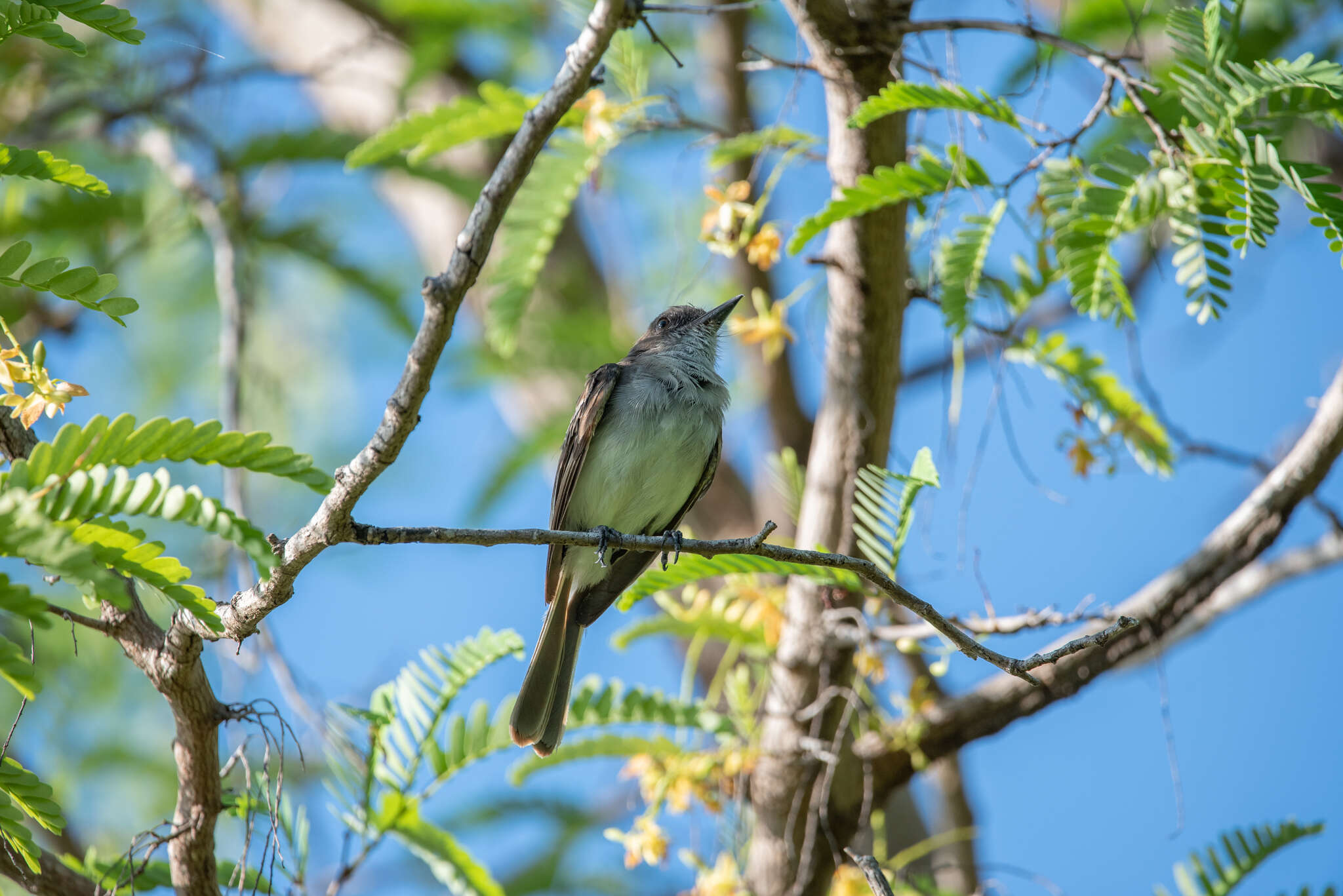 Image of Puerto Rican Flycatcher