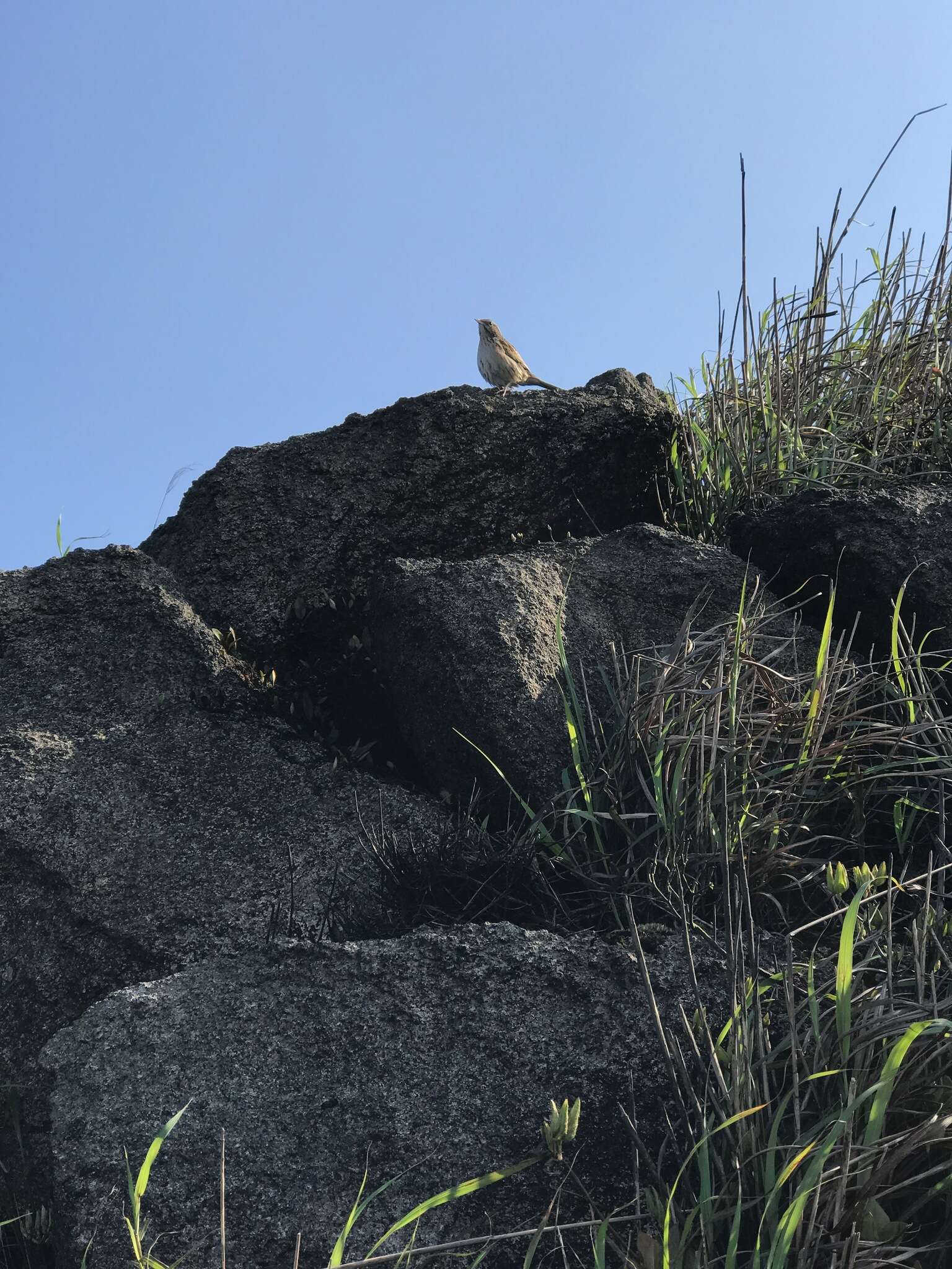 Image of Upland Pipit