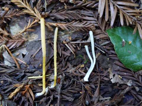 Clavaria flavipes Pers. 1794 resmi