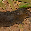 Image of Blackish Grass Mouse