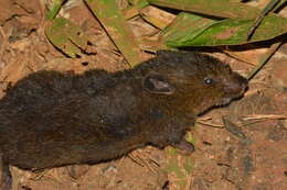 Image of Blackish Grass Mouse