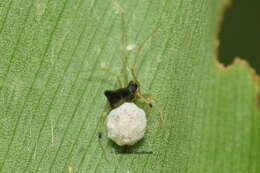 صورة Chikunia nigra (O. Pickard-Cambridge 1880)