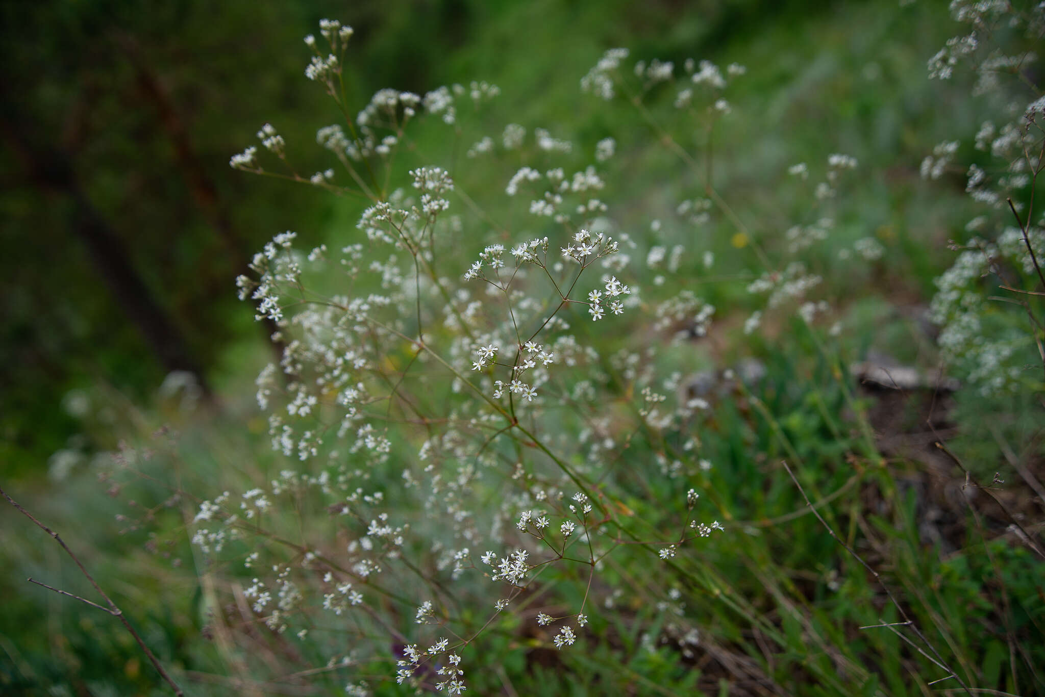 Image of Gypsophila altissima L.