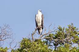 Image of White-bellied Sea Eagle