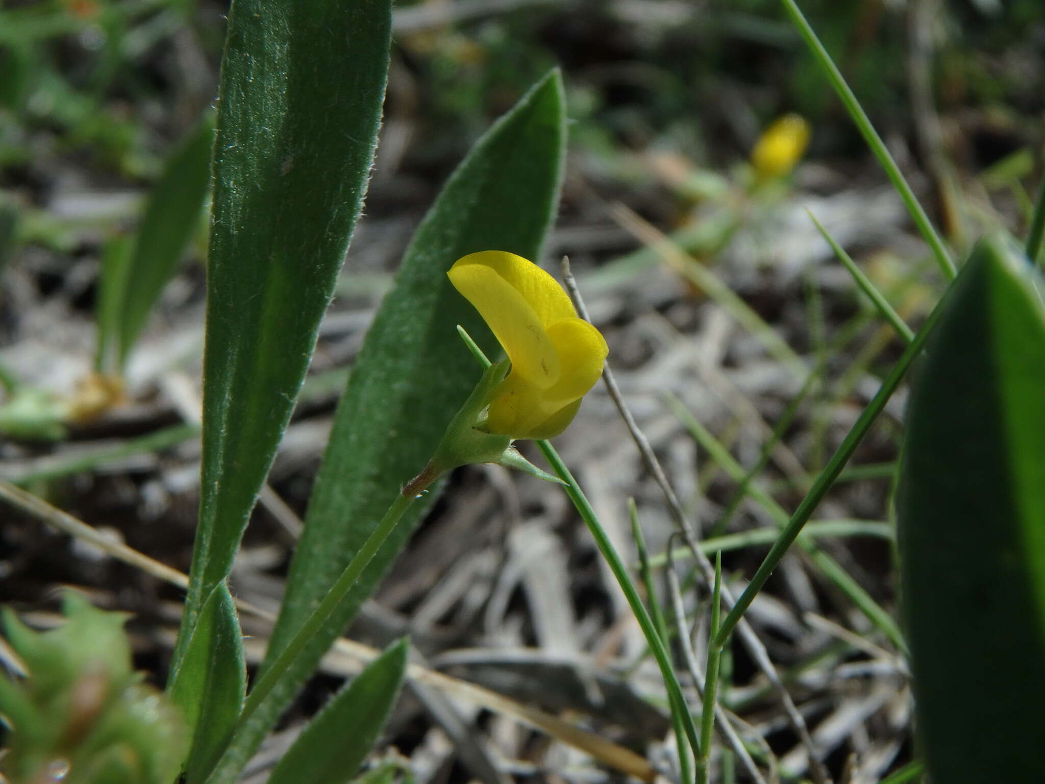 Plancia ëd Scorpiurus muricatus var. subvillosus (L.) Fiori