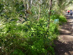 Image of Logania saxatilis G. Perry ex B. J. Conn