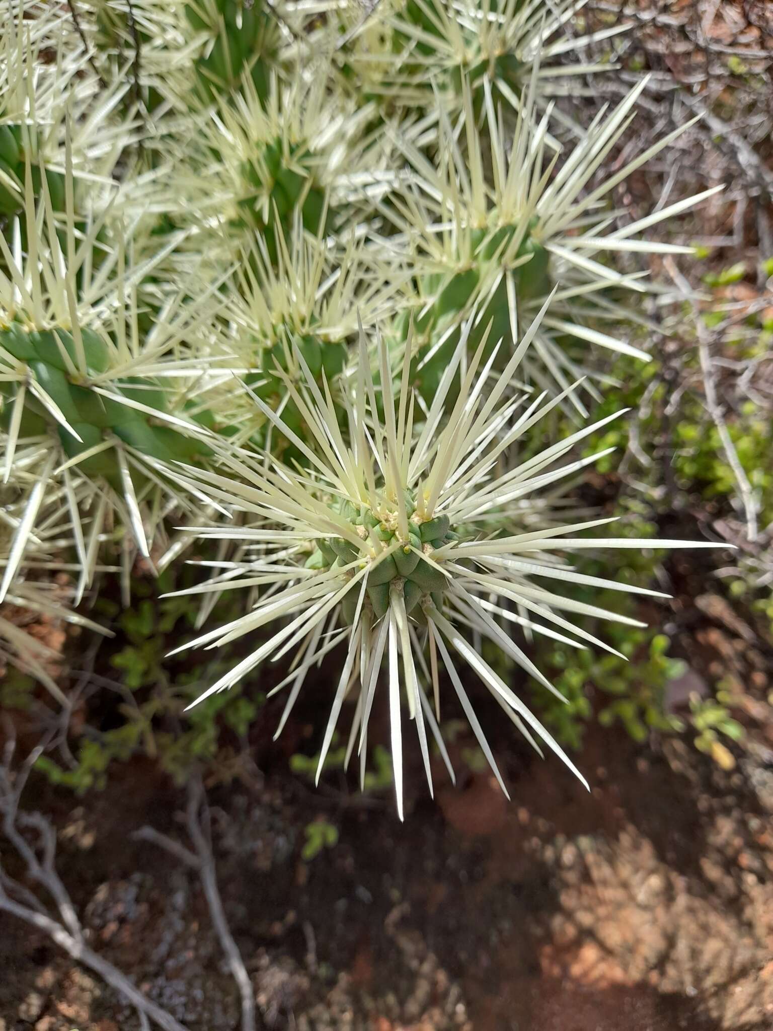 Image of Cylindropuntia imbricata subsp. rosea