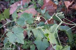 Image of Cretan bryony