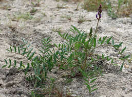 Plancia ëd Astragalus idrietorum Barneby