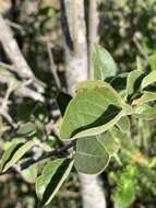 Image of Afrocanthium gilfillanii (N. E. Br.) Lantz