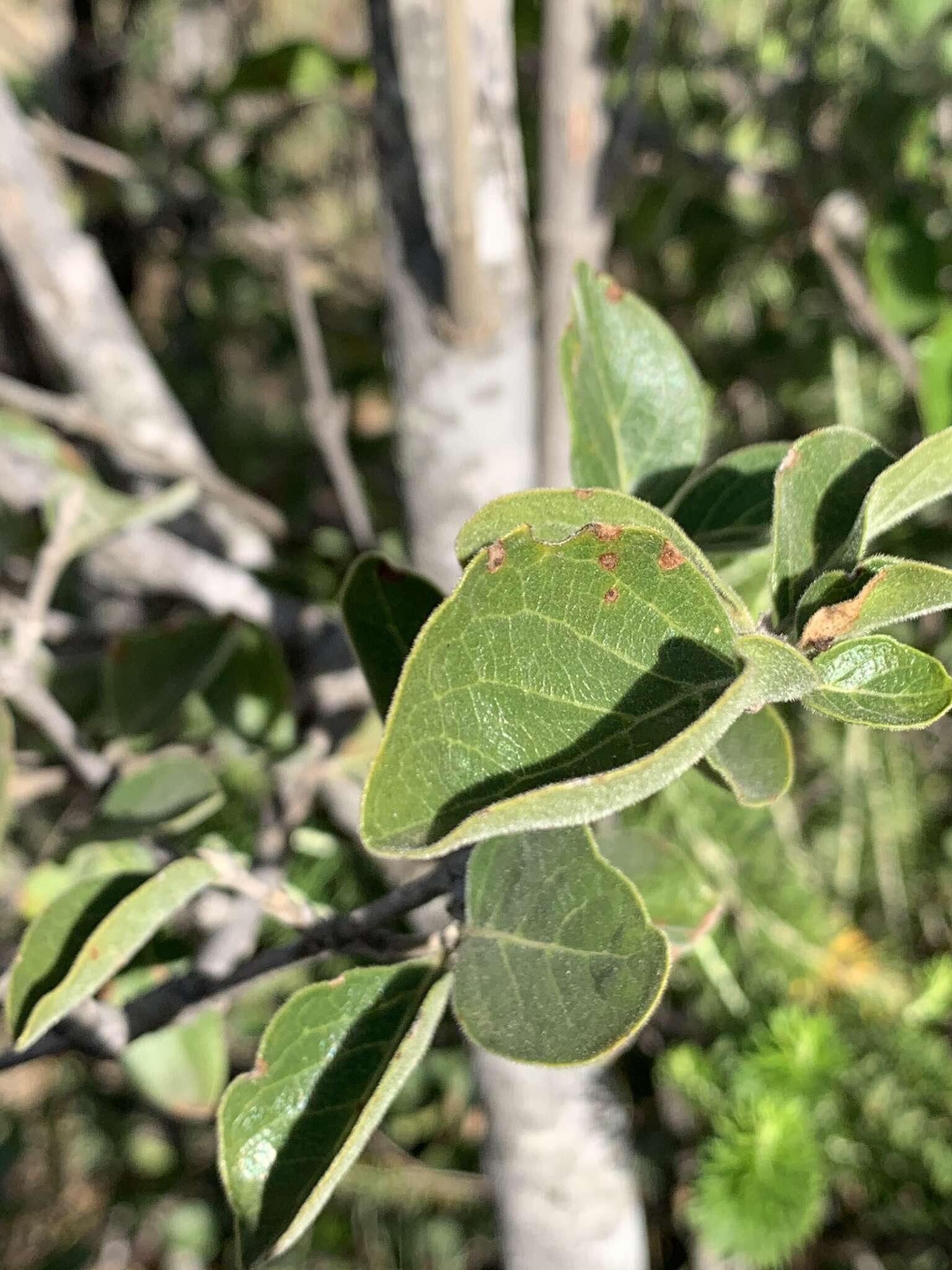 Imagem de Afrocanthium gilfillanii (N. E. Br.) Lantz