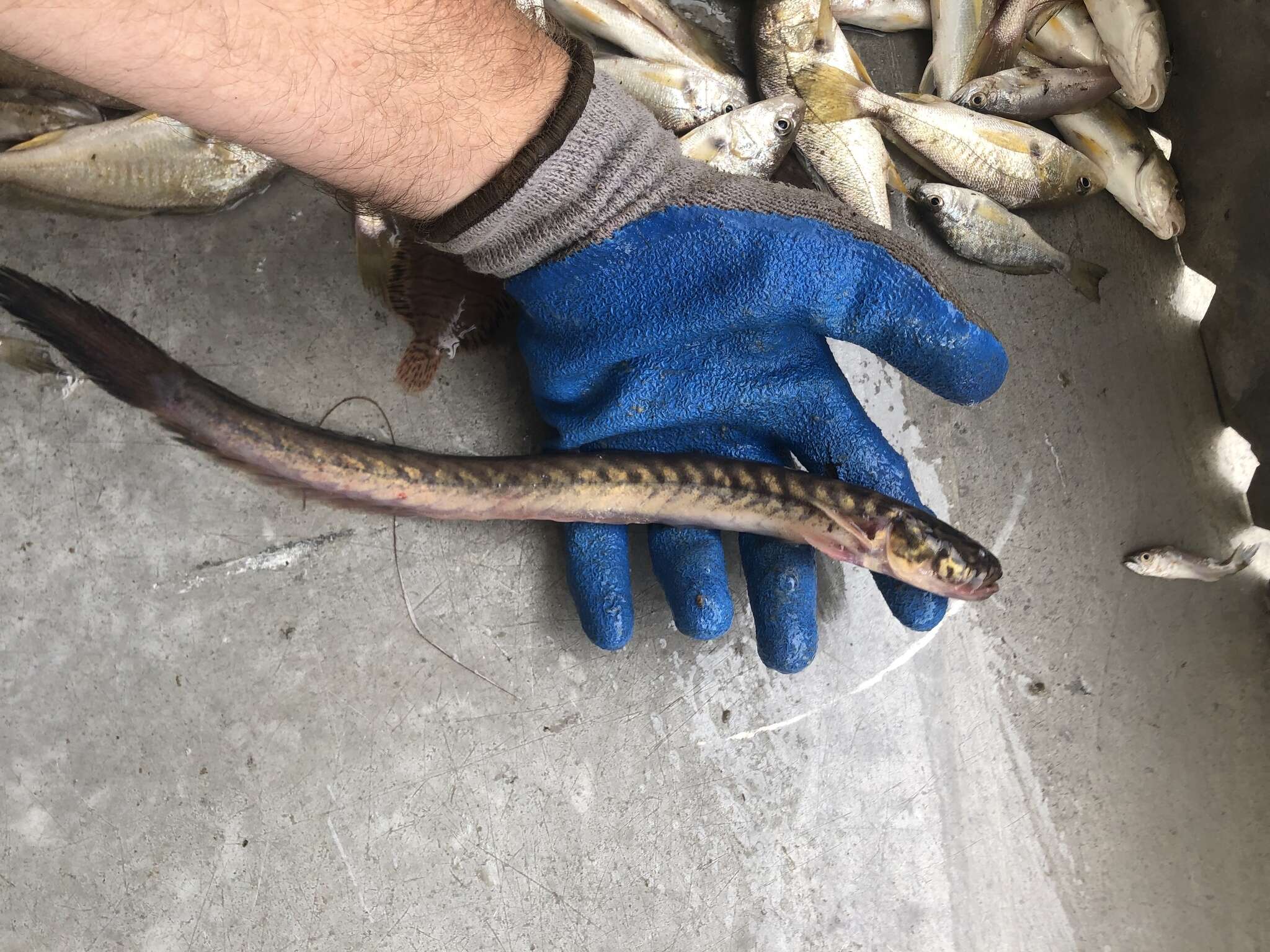 Image of Eel Gobies