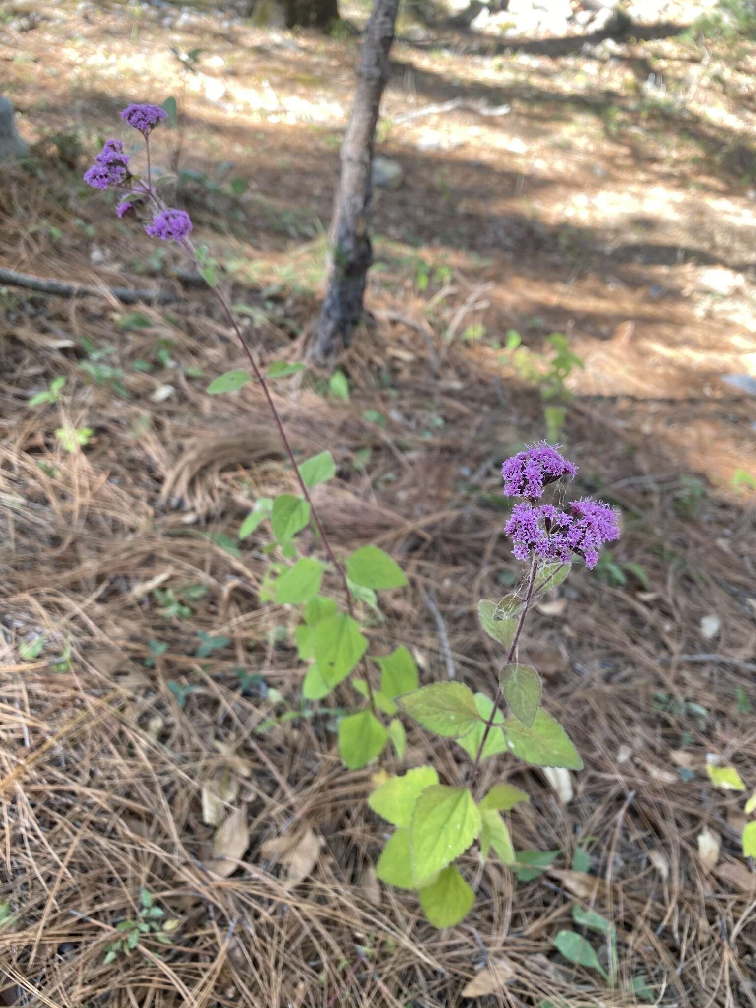 Image of Stevia zaragozana B. L. Turner