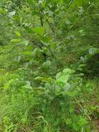 Image of Alnus glutinosa subsp. barbata (C. A. Mey.) Yalt.