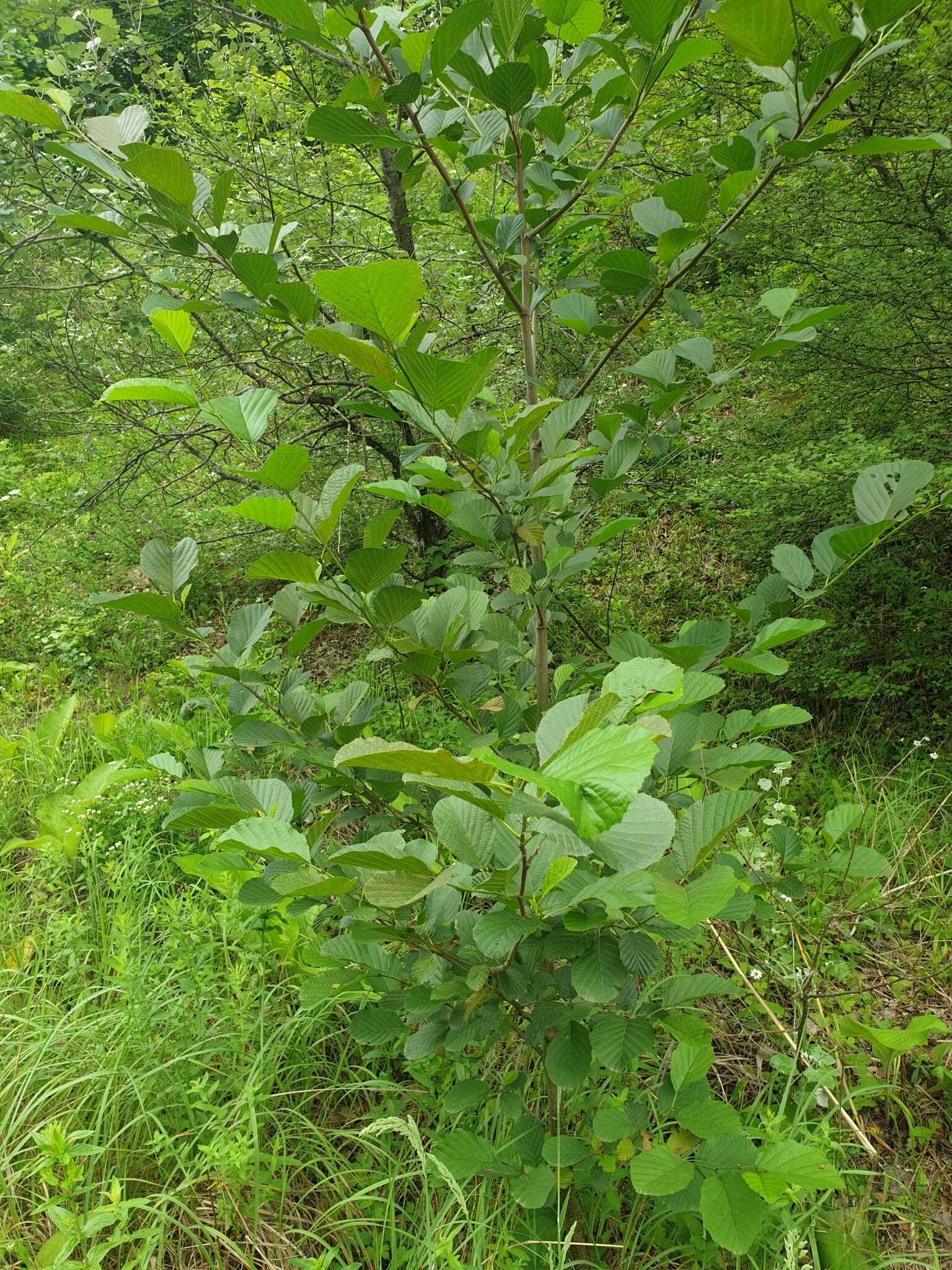 Imagem de Alnus glutinosa subsp. barbata (C. A. Mey.) Yalt.