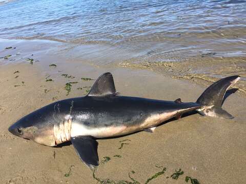 Image of Salmon Shark