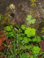 Imagem de Hydrocotyle elongata A. Cunn. ex Hook. fil.