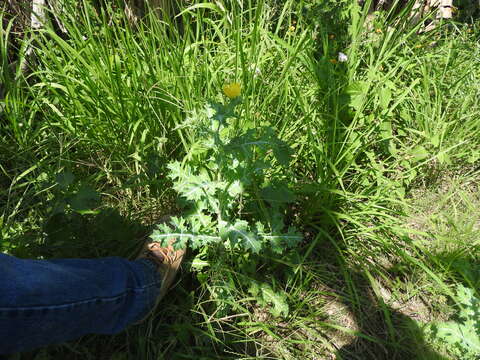 Image of Mexican pricklypoppy