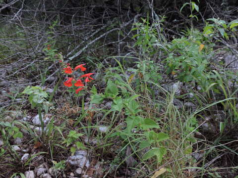 Image of Red sage