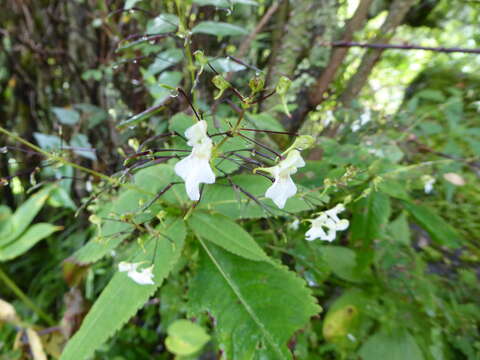 Image of Impatiens radiata Hook. fil.