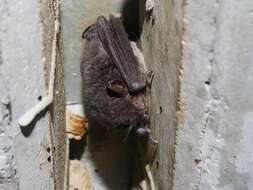 Imagem de Myotis macropus (Gould 1854)