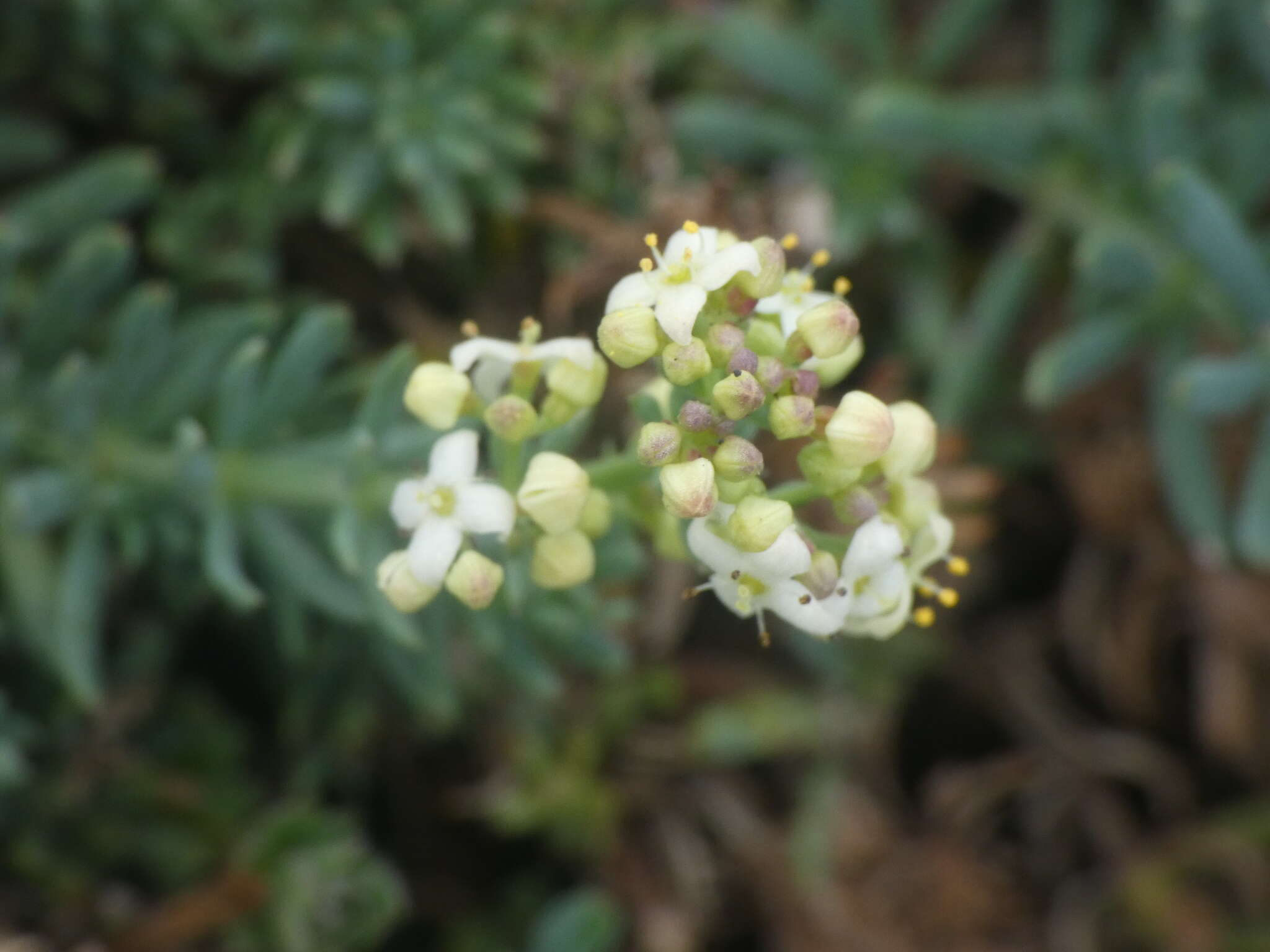 Plancia ëd Galium aetnicum Biv.