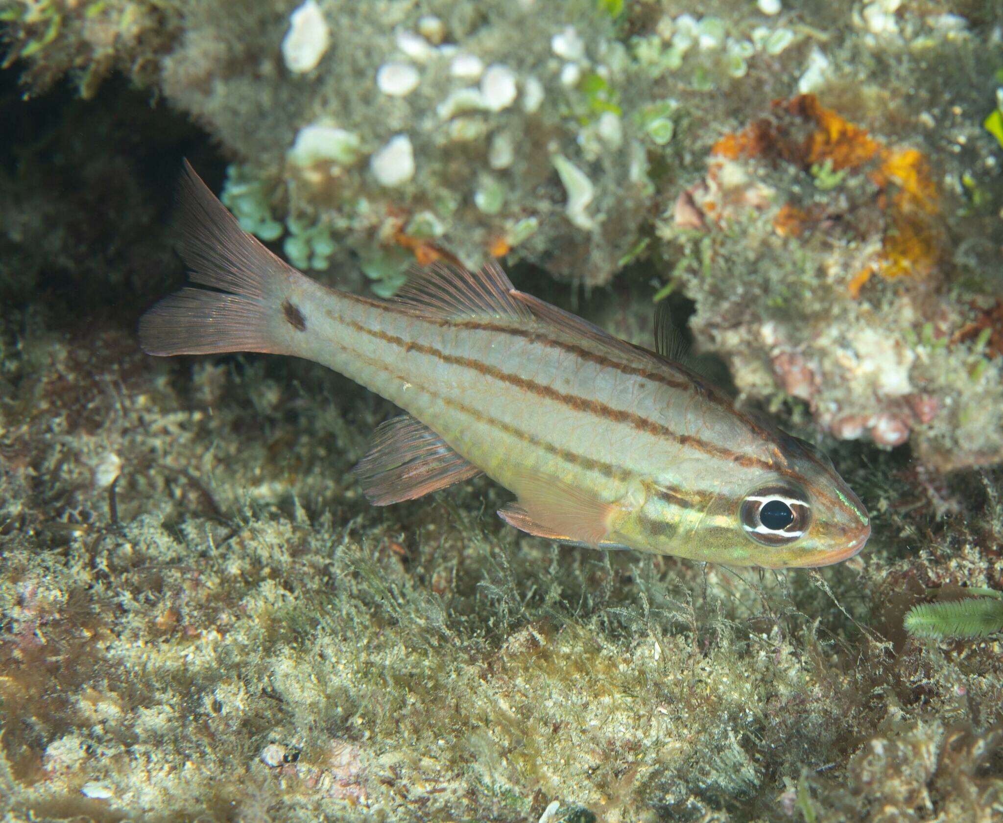 Image of Doederlein&#39;s Cardinalfish