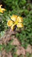 Imagem de Acmaeodera obtusa Horn 1878