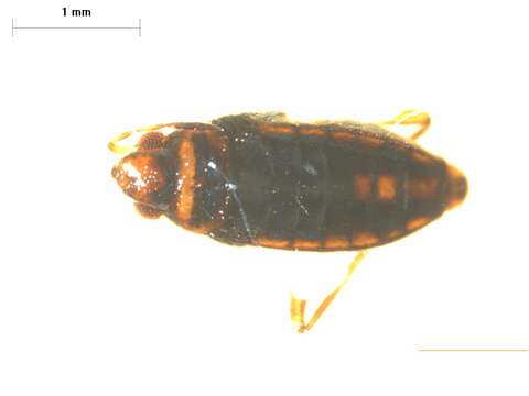 Image of Microvelia subgen. Pacificovelia Andersen & Weir 2003