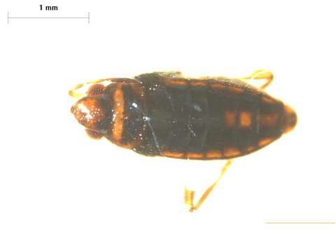 Plancia ëd Microvelia subgen. Pacificovelia Andersen & Weir 2003