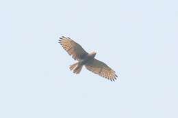 Image of Rufous-winged Buzzard