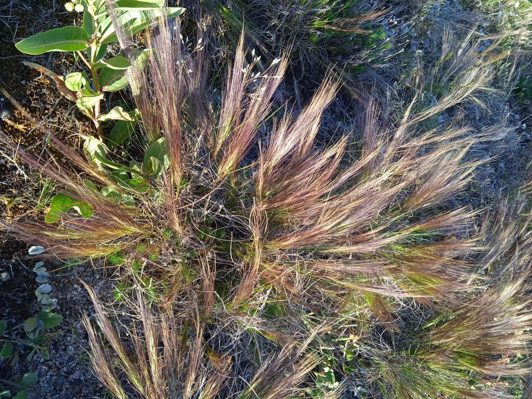 Image of Aristida spegazzinii Arechav.