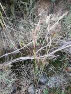 Image of Juncus sarophorus L. A. S. Johnson