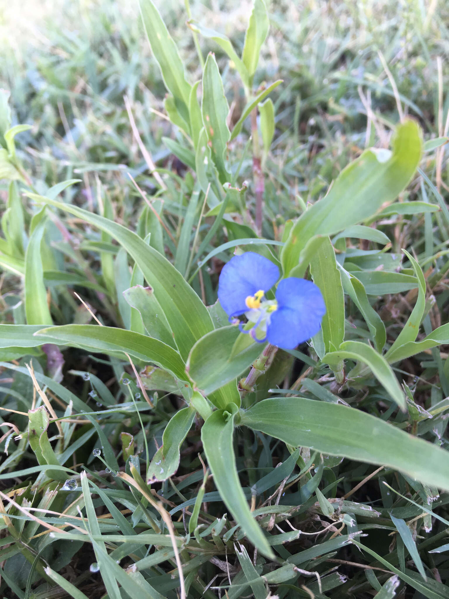 Image of Blousel Blommetjie