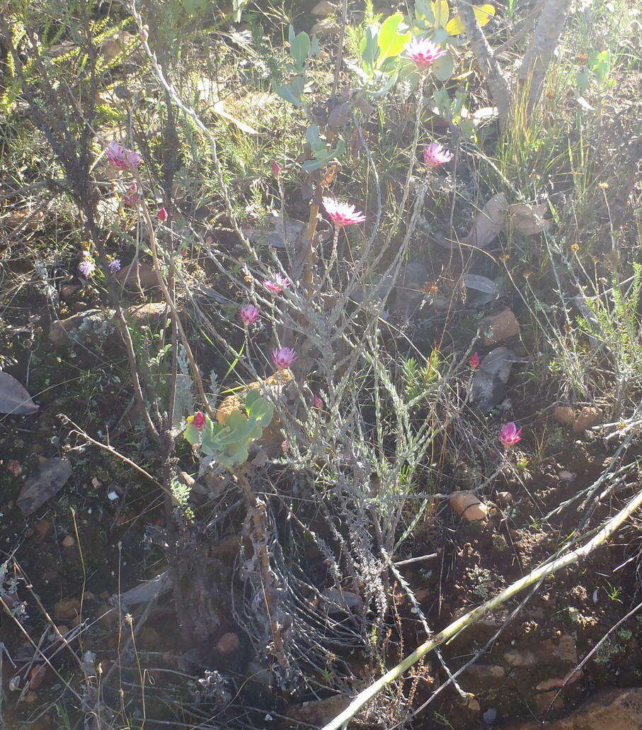 Imagem de Syncarpha canescens subsp. canescens