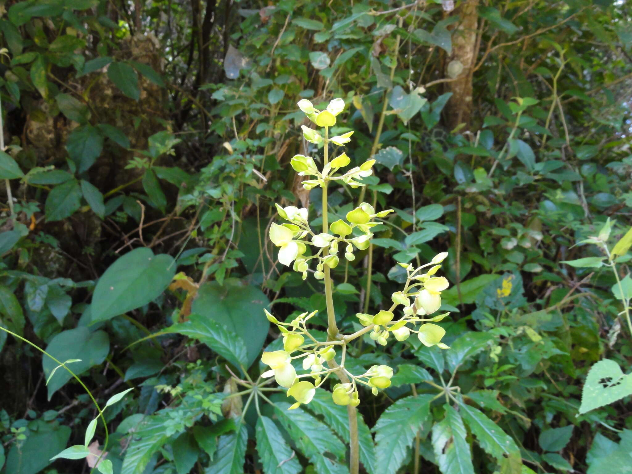 Image of Begonia thiemei C. DC.