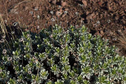 Image of Grindelia covasii A. Bartoli & R. D. Tortosa