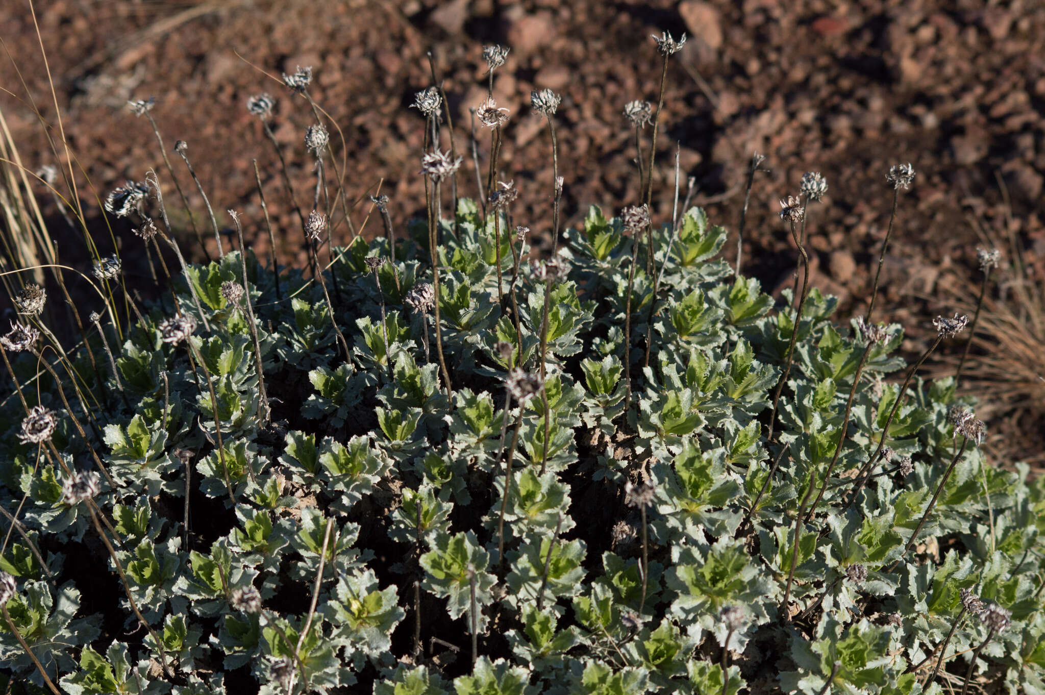 Image of Grindelia covasii A. Bartoli & R. D. Tortosa