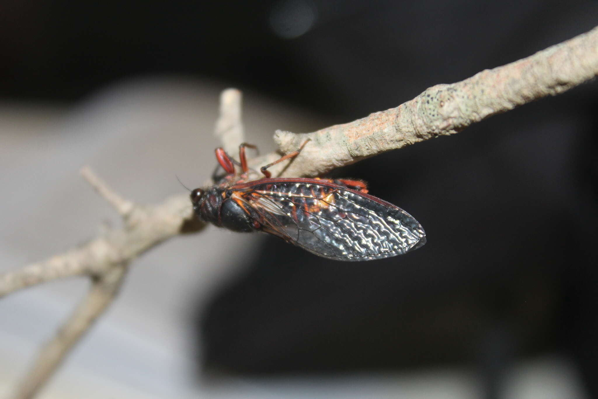 Image of Yoyetta spectabilis Emery, Emery & Popple 2019