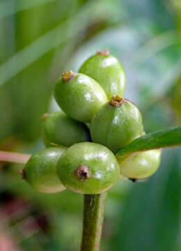 Image of Coprosma dodonaeifolia W. R. B. Oliv.