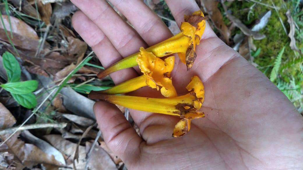 Слика од Schultesianthus coriaceus (O. Kuntze) A. T. Hunziker